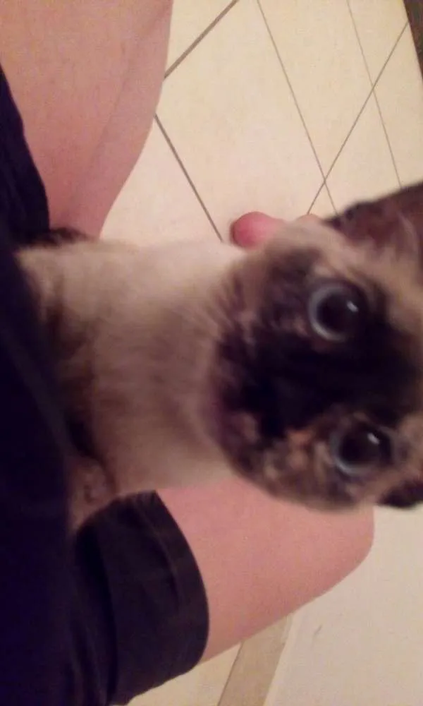 Gato ra a SRD idade 2 a 6 meses nome Kimi