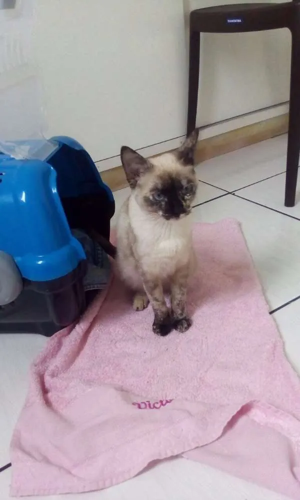 Gato ra a SRD idade 2 a 6 meses nome Kimi