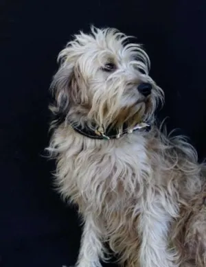 Cachorro raça SRD idade 4 anos nome Valente