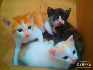 Gato raça misturado idade Abaixo de 2 meses nome Filhotes