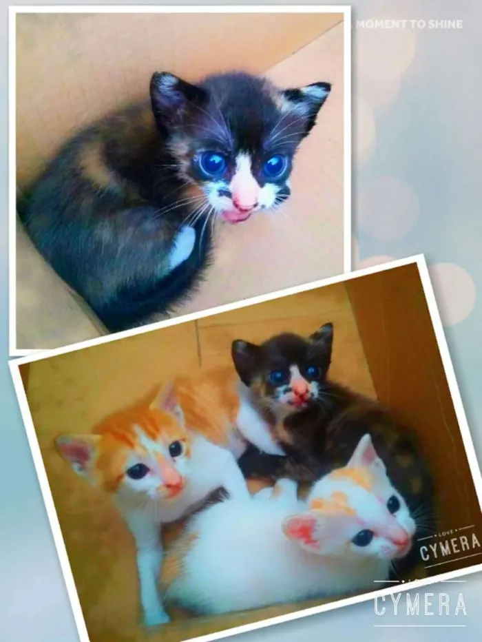 Gato raça misturado idade Abaixo de 2 meses nome Filhotes