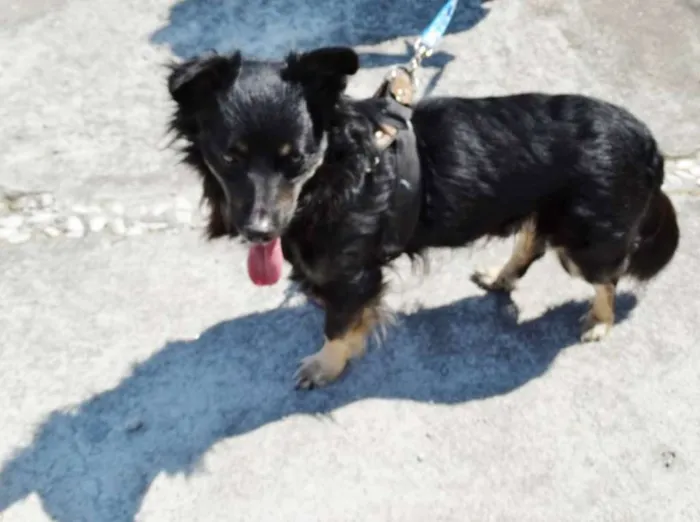 Cachorro ra a srd idade 3 anos nome Bob