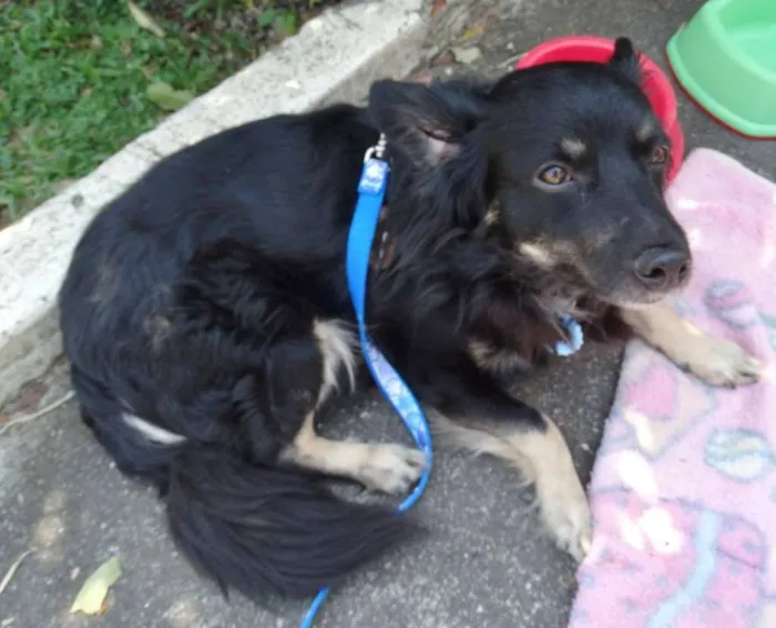 Cachorro ra a srd idade 3 anos nome Bob
