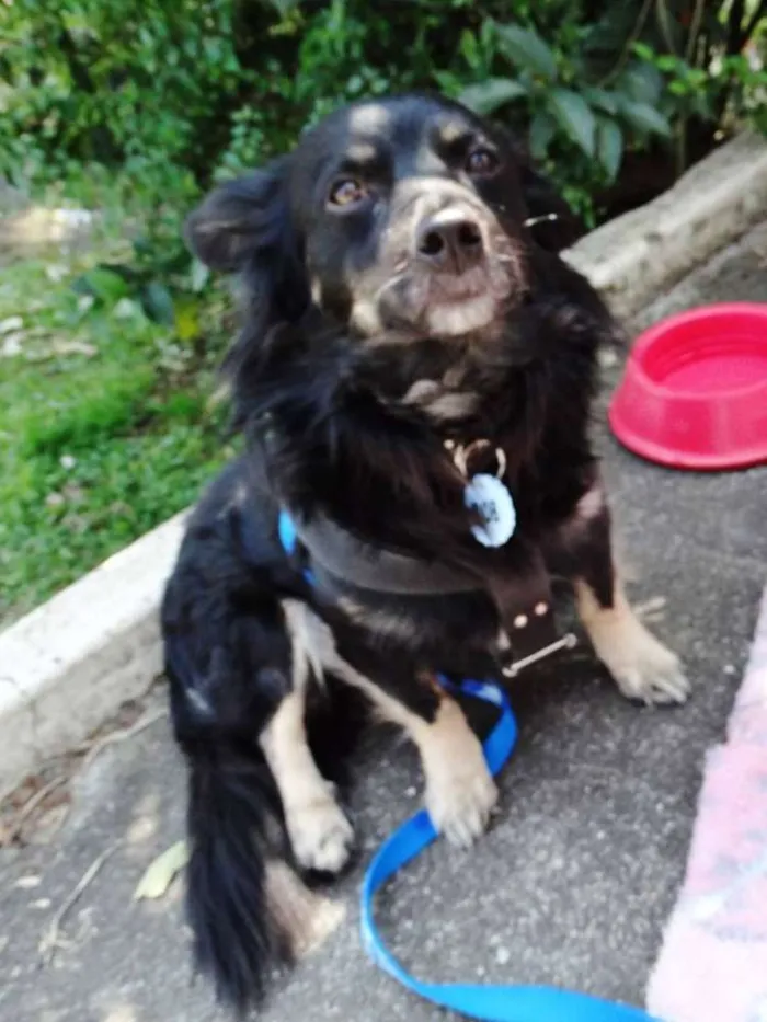 Cachorro ra a srd idade 3 anos nome Bob