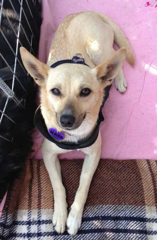 Cachorro ra a srd idade 2 anos nome Nara