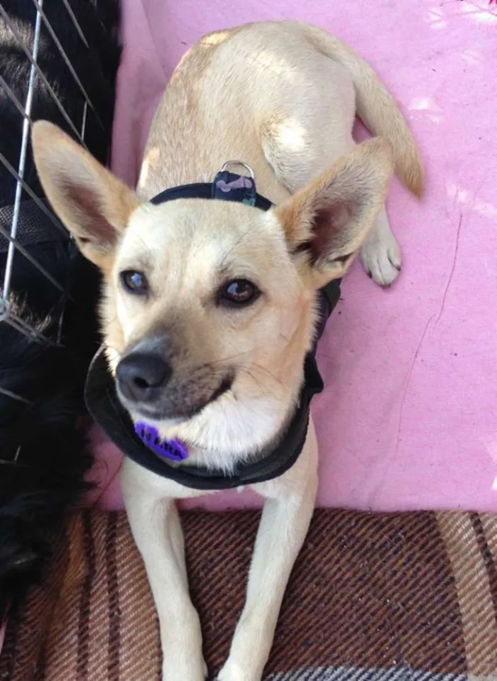 Cachorro ra a srd idade 2 anos nome Nara