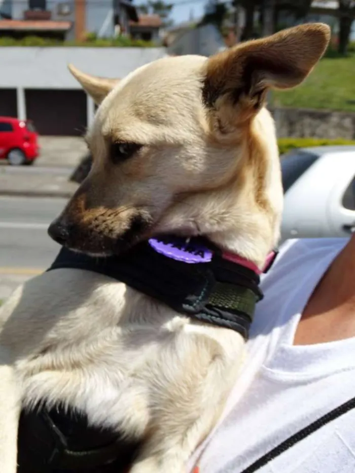 Cachorro ra a srd idade 2 anos nome Nara