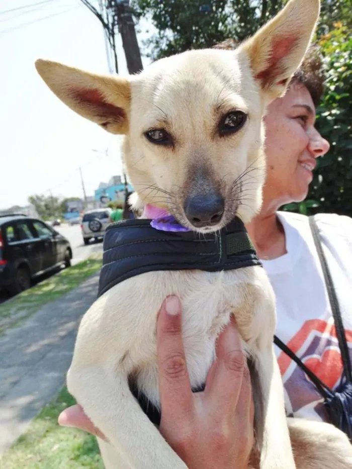Cachorro ra a srd idade 2 anos nome Nara