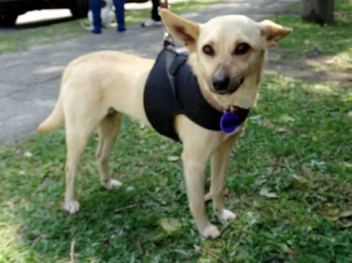 Cachorro ra a srd idade 2 anos nome Nara