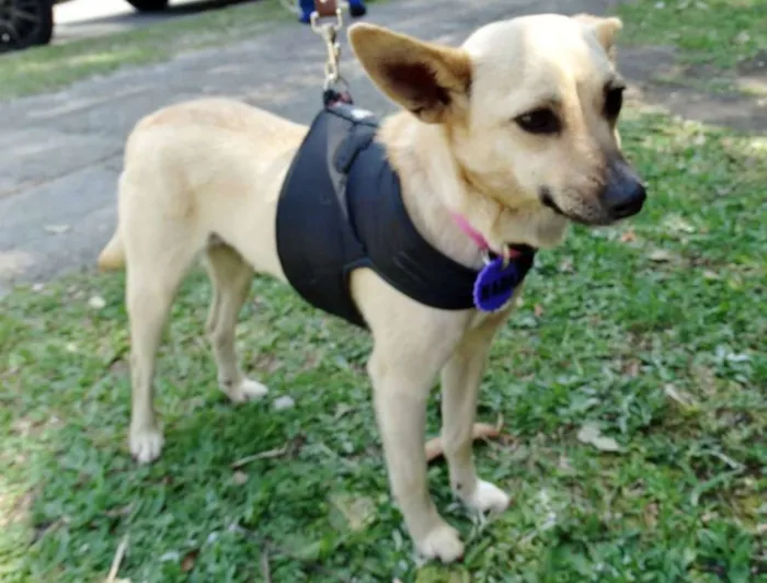 Cachorro ra a srd idade 2 anos nome Nara