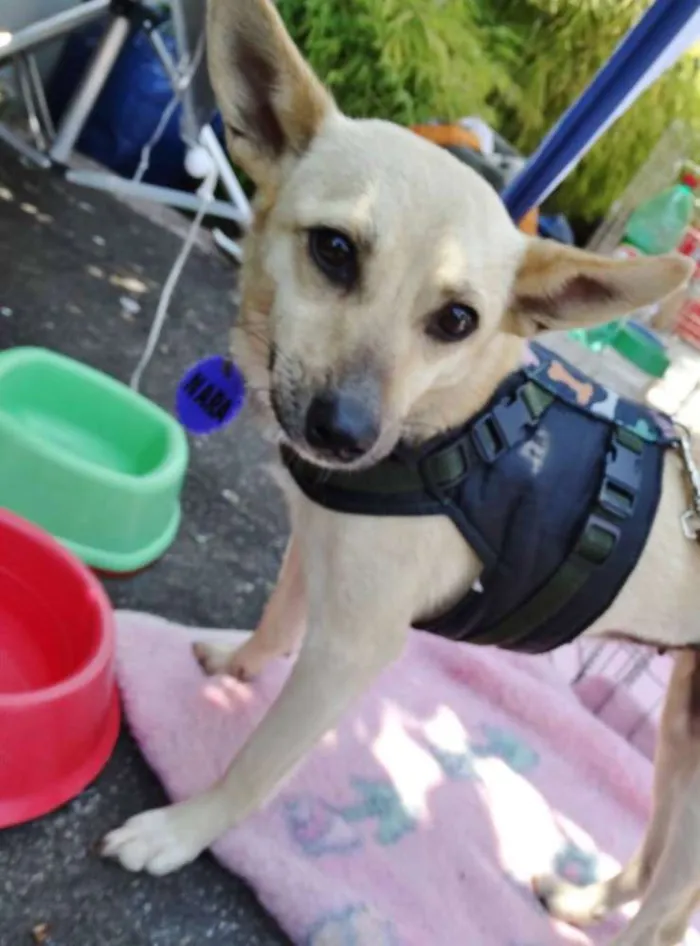Cachorro ra a srd idade 2 anos nome Nara
