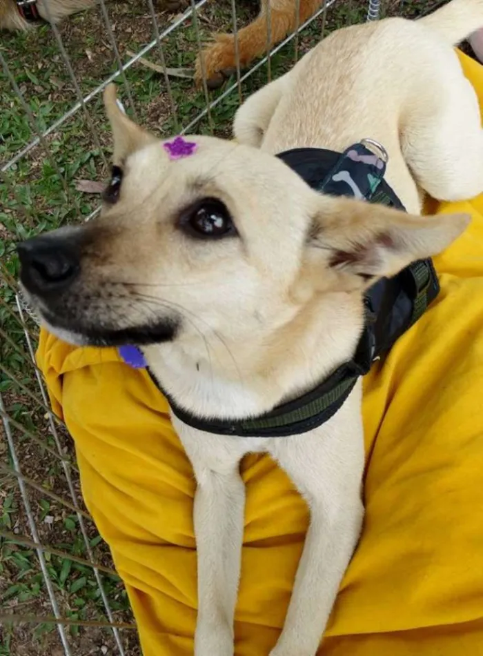 Cachorro ra a srd idade 2 anos nome Nara