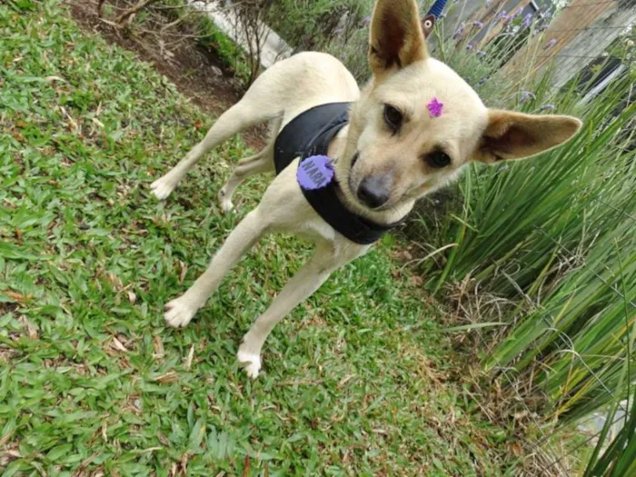 Cachorro ra a srd idade 2 anos nome Nara