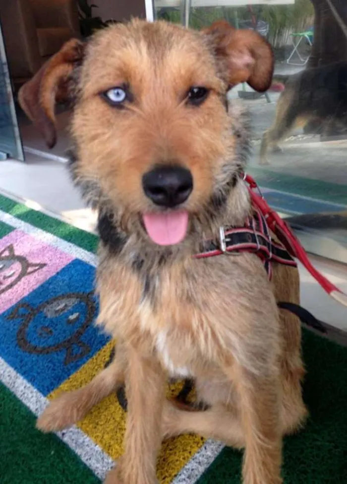 Cachorro ra a SRD idade 7 a 11 meses nome BELIZA