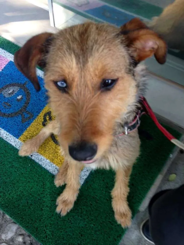 Cachorro ra a SRD idade 7 a 11 meses nome BELIZA