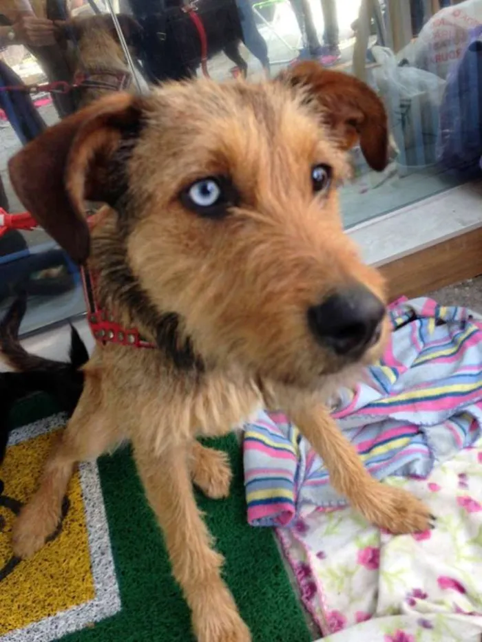 Cachorro ra a SRD idade 7 a 11 meses nome BELIZA