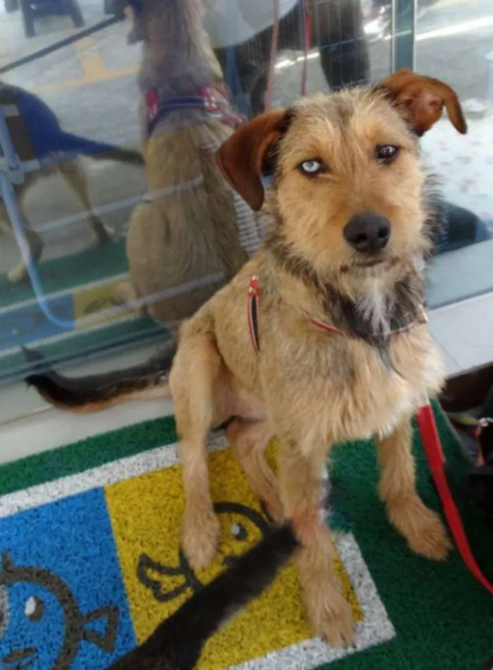 Cachorro ra a SRD idade 7 a 11 meses nome BELIZA