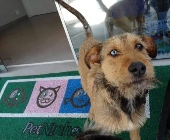 Cachorro ra a SRD idade 7 a 11 meses nome BELIZA
