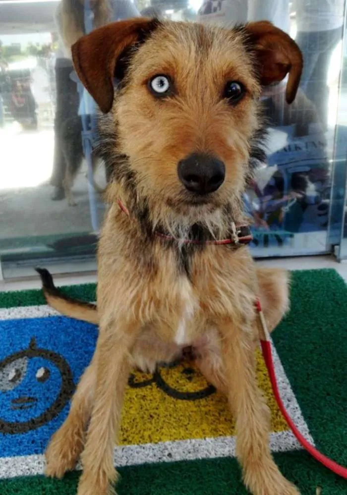 Cachorro ra a SRD idade 7 a 11 meses nome BELIZA