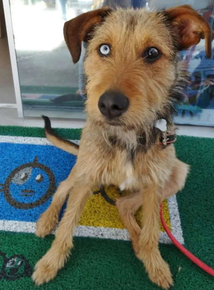 Cachorro ra a SRD idade 7 a 11 meses nome BELIZA
