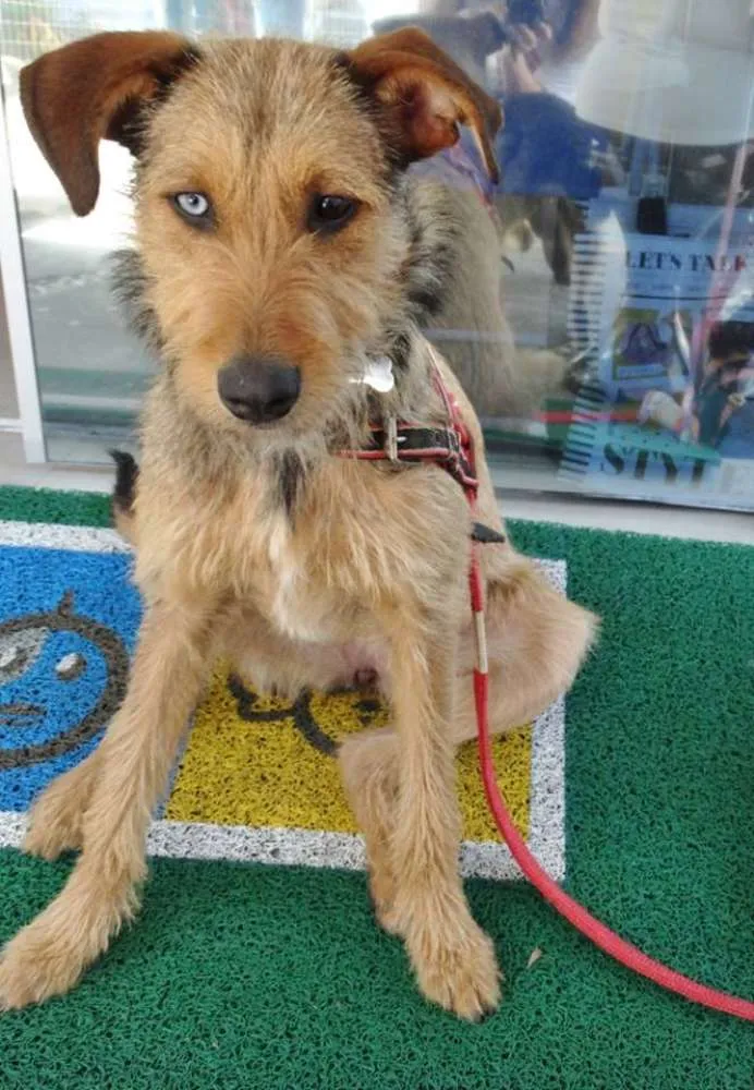 Cachorro ra a SRD idade 7 a 11 meses nome BELIZA