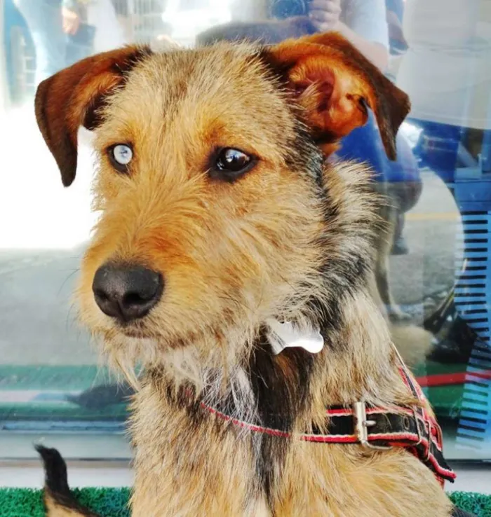 Cachorro ra a SRD idade 7 a 11 meses nome BELIZA