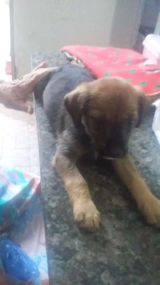 Cachorro ra a Vira lata idade Abaixo de 2 meses nome Poli e tor