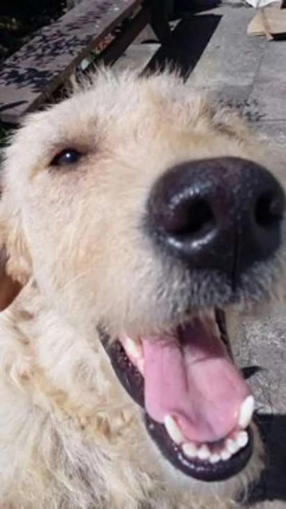Cachorro ra a Mix de poodle idade 2 anos nome Belinha 