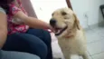 Belinha 