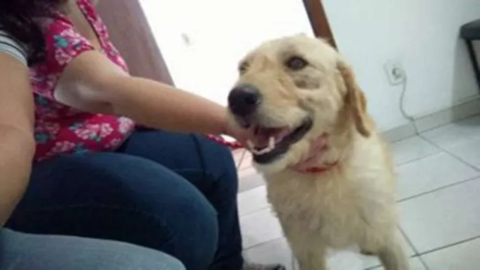 Cachorro ra a Mix de poodle idade 2 anos nome Belinha 