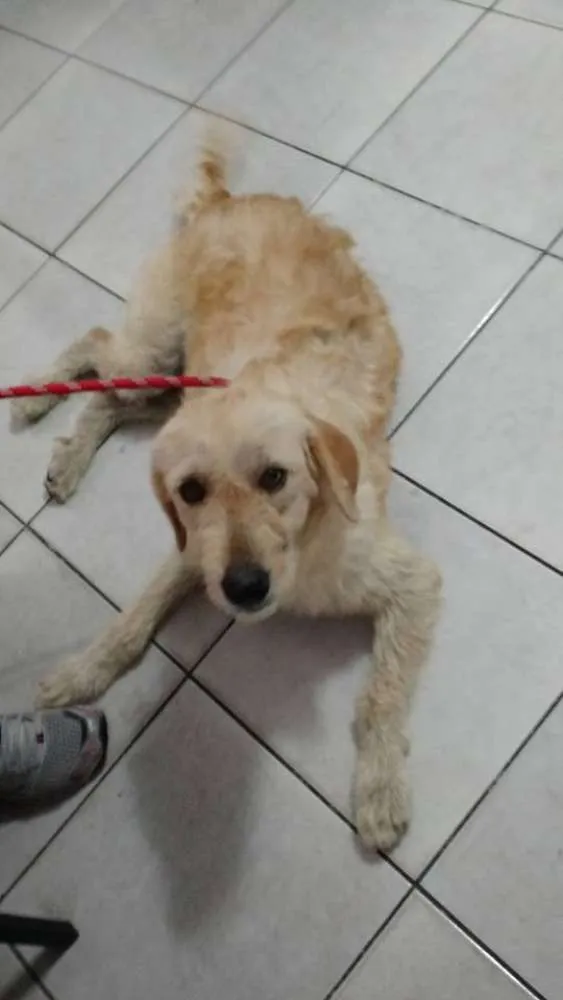Cachorro ra a Mix de poodle idade 2 anos nome Belinha 