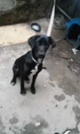 neguinho