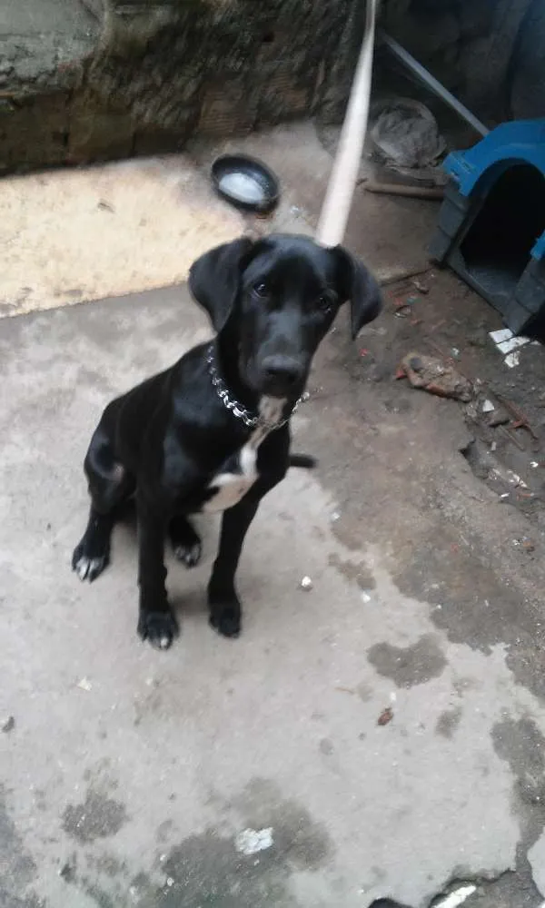 Cachorro ra a nao sei idade Abaixo de 2 meses nome neguinho