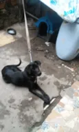 neguinho