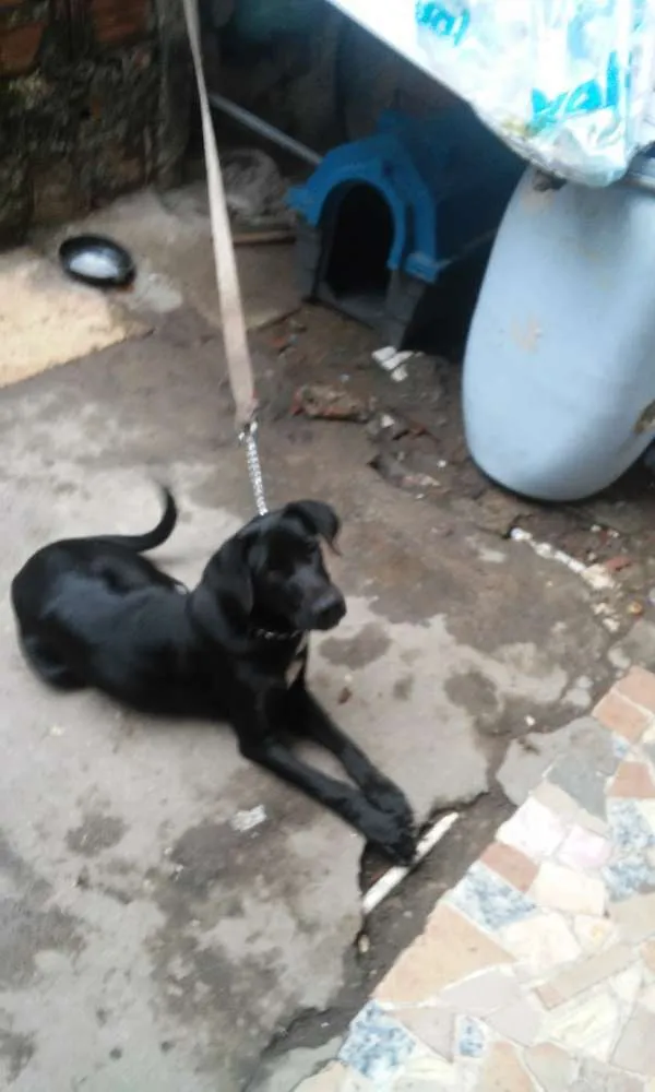 Cachorro ra a nao sei idade Abaixo de 2 meses nome neguinho