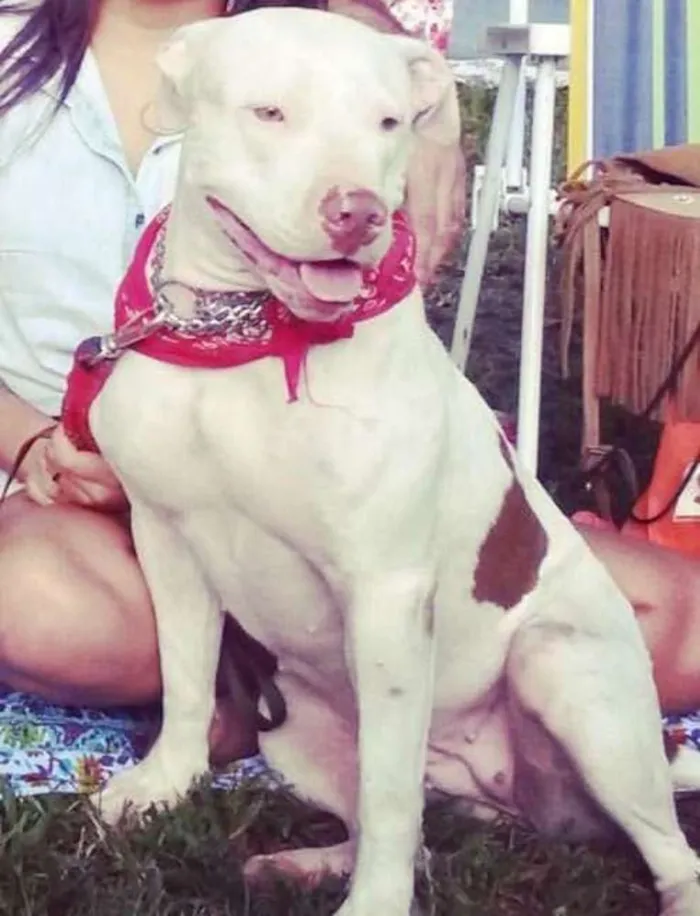 Cachorro ra a Pit-Bull idade 2 anos nome Maya GRATIFICA