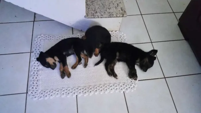 Cachorro ra a SRD idade 2 a 6 meses nome *