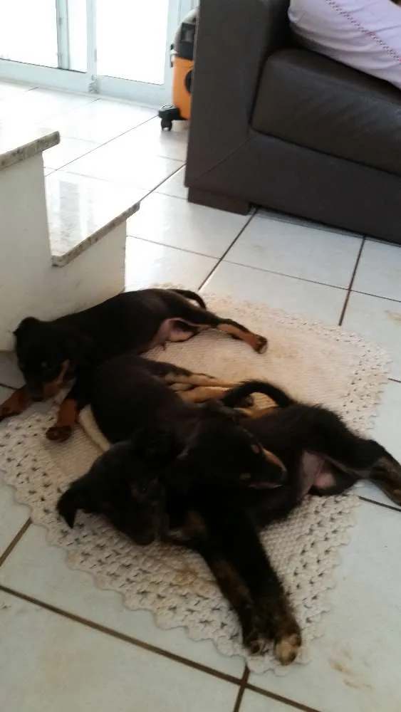 Cachorro ra a SRD idade 2 a 6 meses nome *