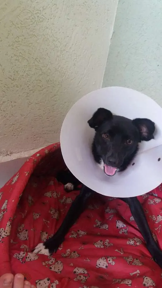Cachorro ra a Virá-lata idade 1 ano nome Pretinha 