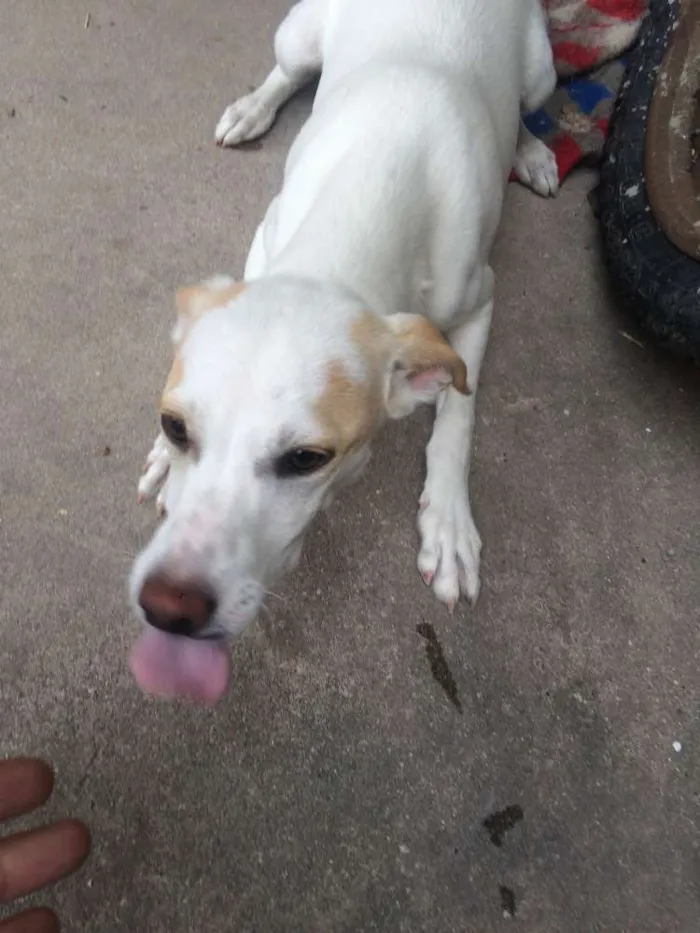 Cachorro ra a vira-la idade 2 a 6 meses nome não tem
