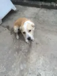 não tem
