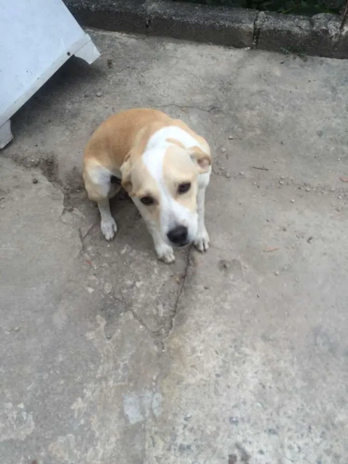 Cachorro ra a vira-la idade 2 a 6 meses nome não tem