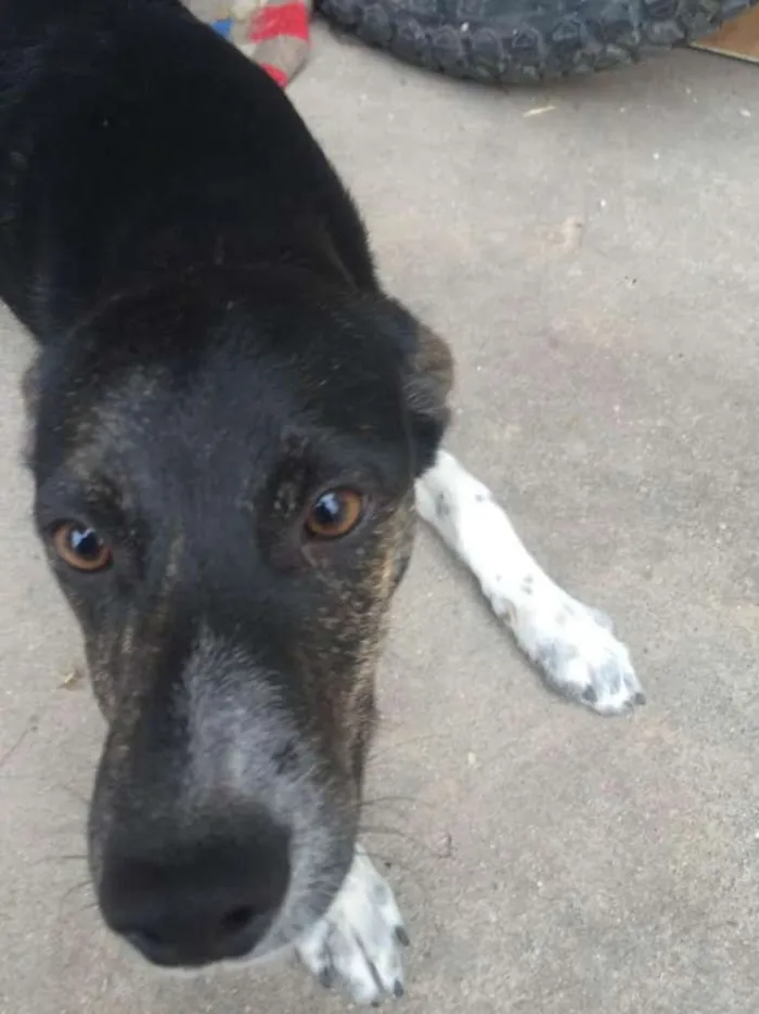 Cachorro ra a vira-la idade 2 a 6 meses nome não tem
