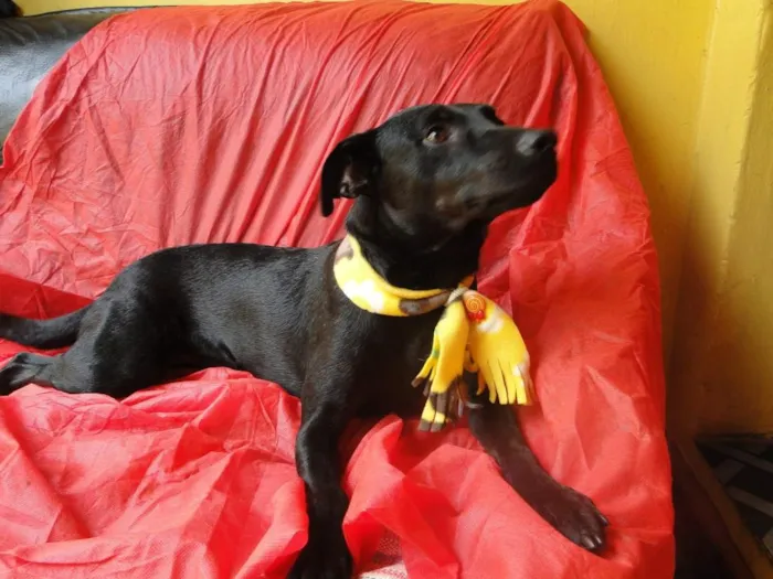 Cachorro ra a sem raça definida idade 1 ano nome Pipoca