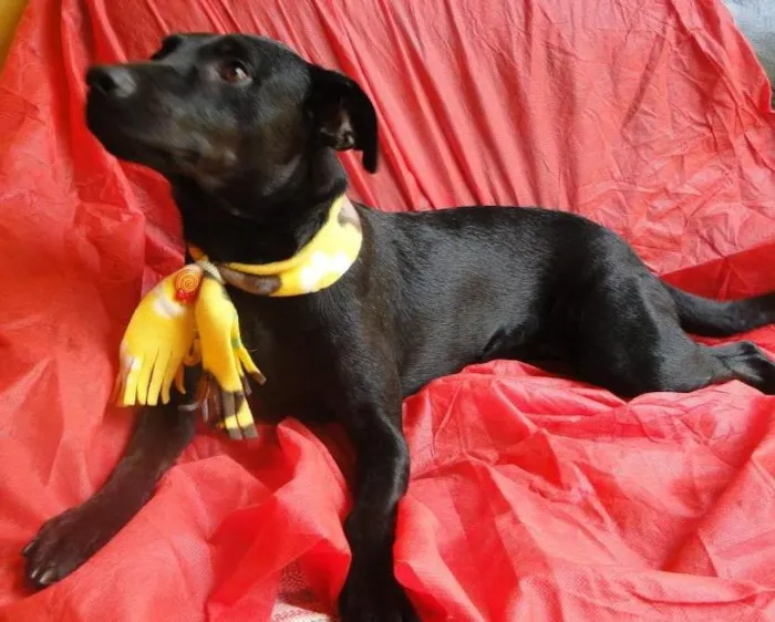 Cachorro ra a sem raça definida idade 1 ano nome Pipoca