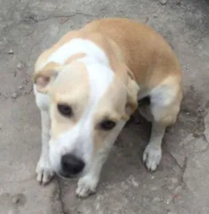Cachorro raça vira-la idade 2 a 6 meses nome não tem
