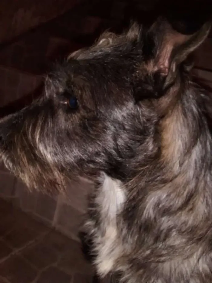 Cachorro ra a MESTIÇA DE SCHNAUZER idade 2 anos nome LOLA