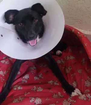 Cachorro raça Virá-lata idade 1 ano nome Pretinha 