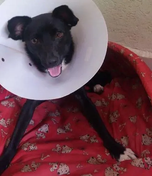 Cachorro ra a Virá-lata idade 1 ano nome Pretinha 