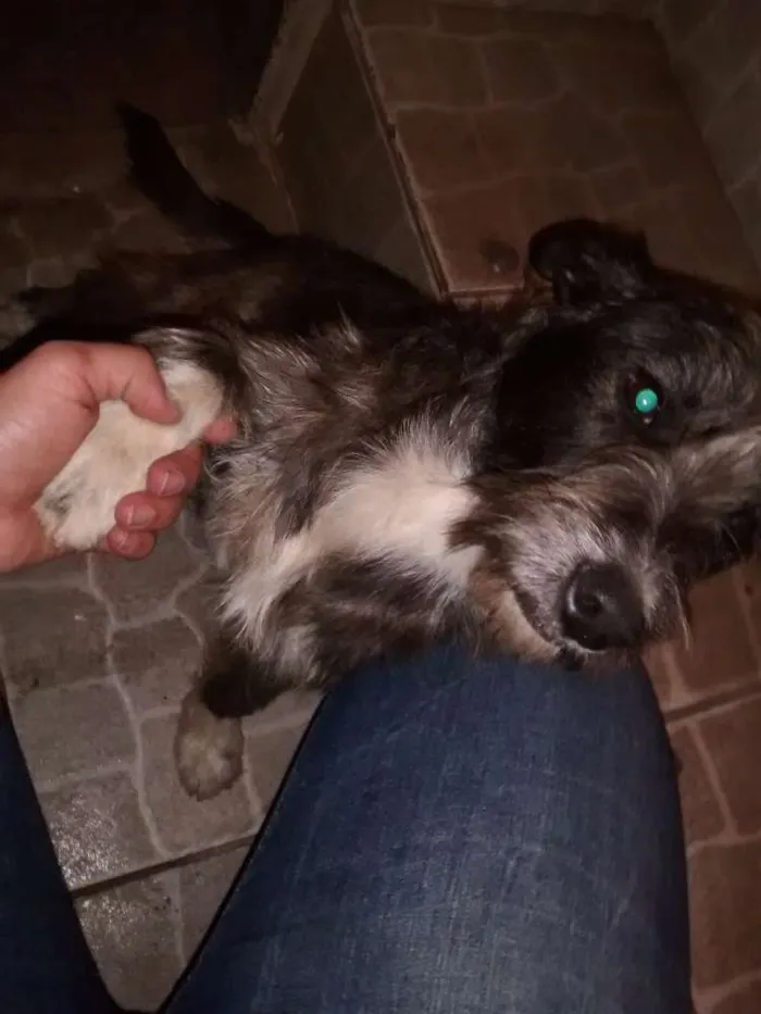 Cachorro ra a MESTIÇA DE SCHNAUZER idade 2 anos nome LOLA